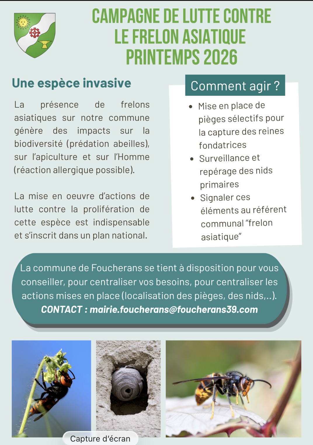 Frelons asiatiques